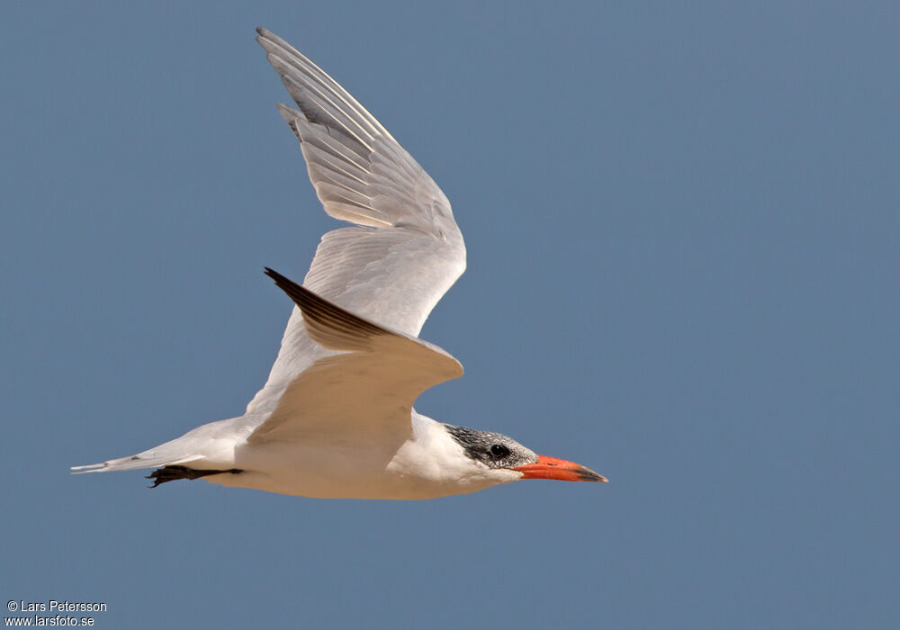 Caspian Tern