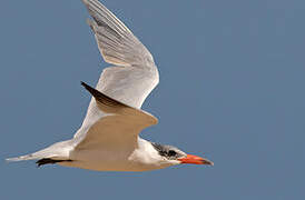 Caspian Tern