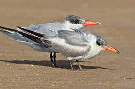 Caspian Tern