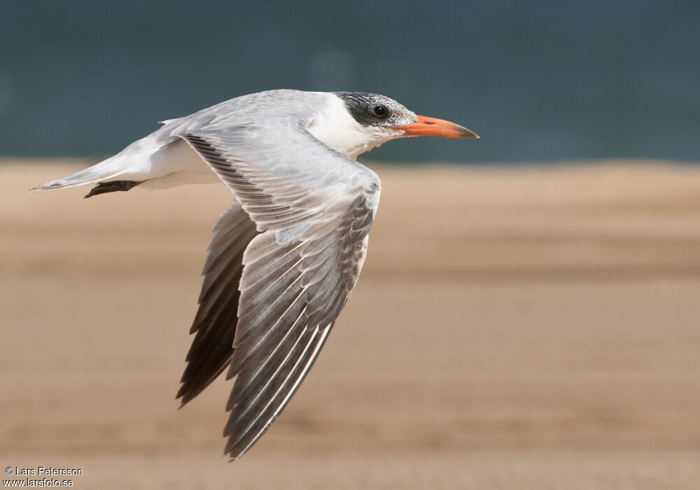 Caspian Tern