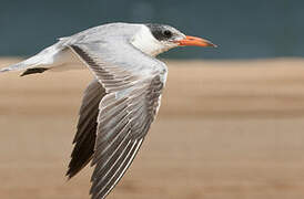 Caspian Tern