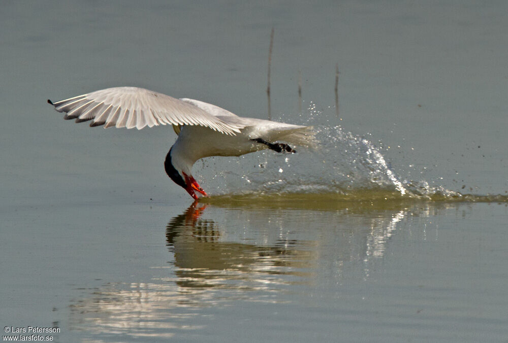 Caspian Tern