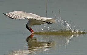 Caspian Tern