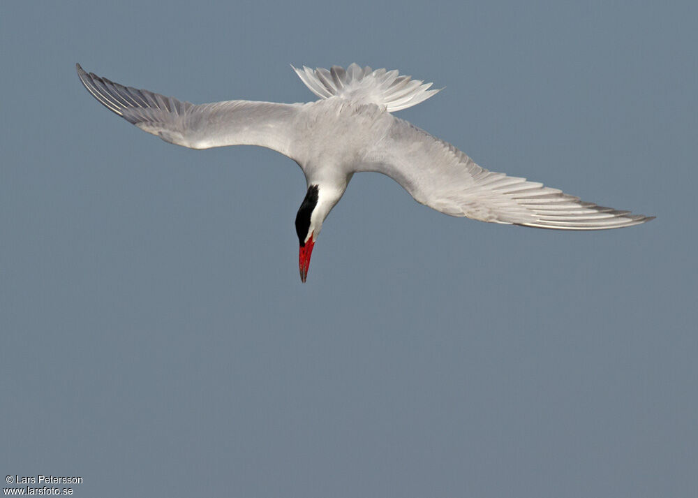 Caspian Tern