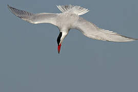 Caspian Tern