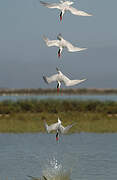 Caspian Tern