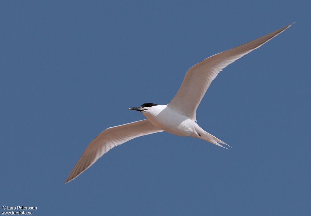 Sandwich Tern