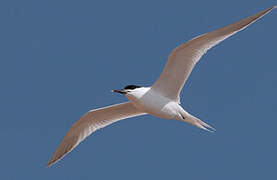 Sandwich Tern