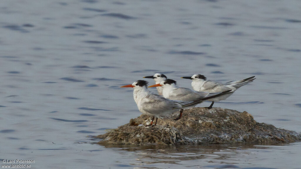 Sandwich Tern