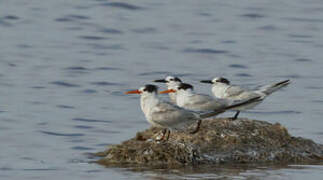 Sandwich Tern