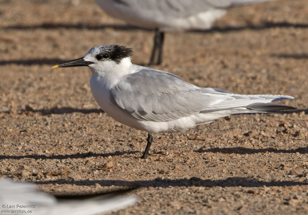 Sandwich Tern