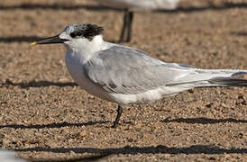 Sandwich Tern