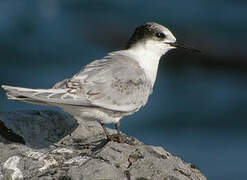 Roseate Tern