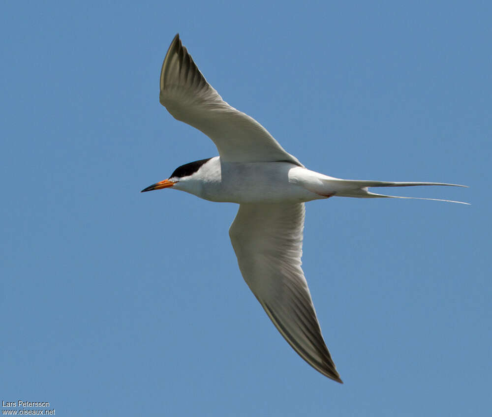 Forster's Ternadult breeding, pigmentation, Flight