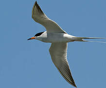 Forster's Tern