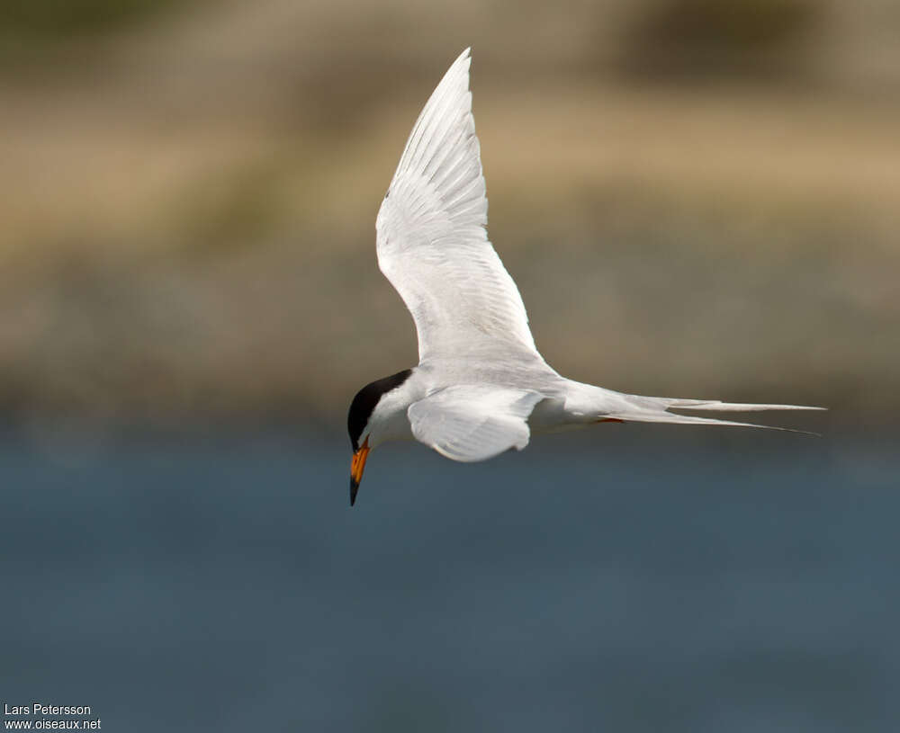 Forster's Ternadult breeding, identification