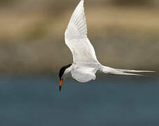 Forster's Tern