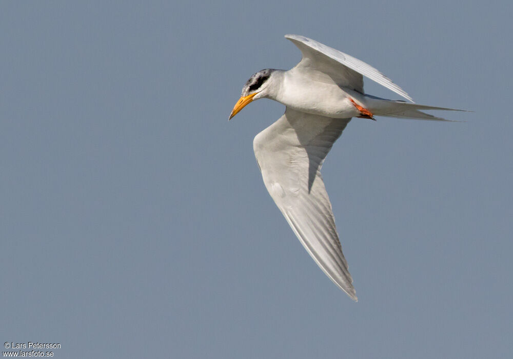 River Tern