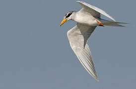 River Tern