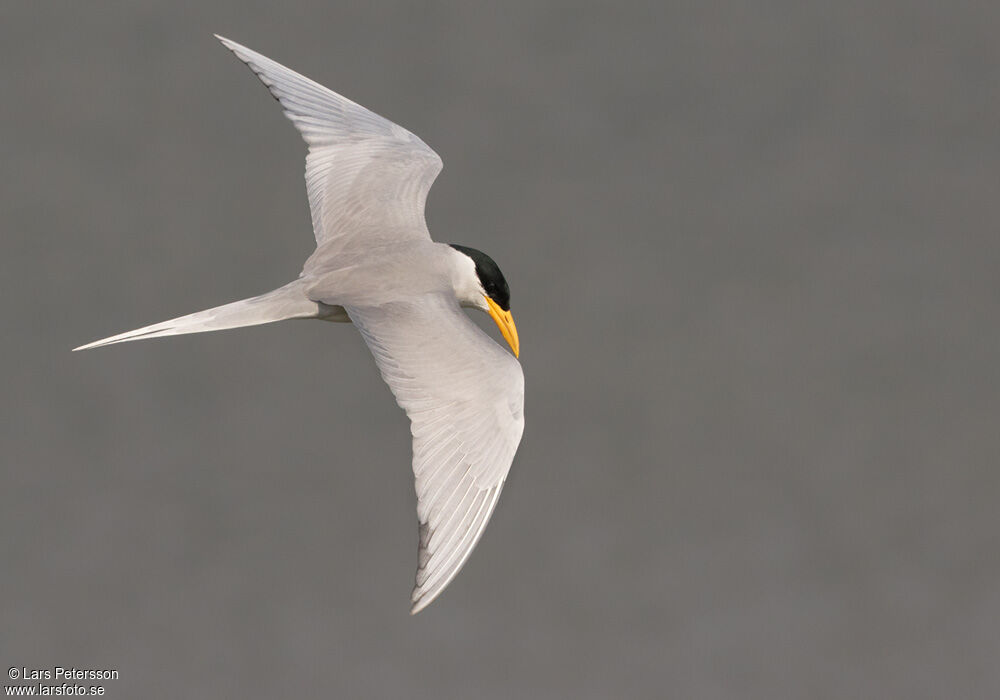 River Tern