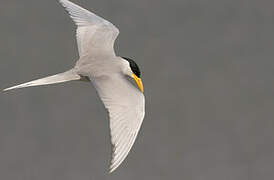 River Tern