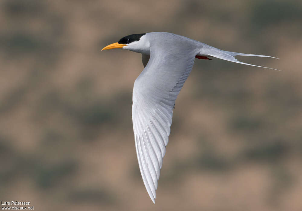 River Ternadult breeding, Flight