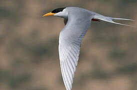 River Tern