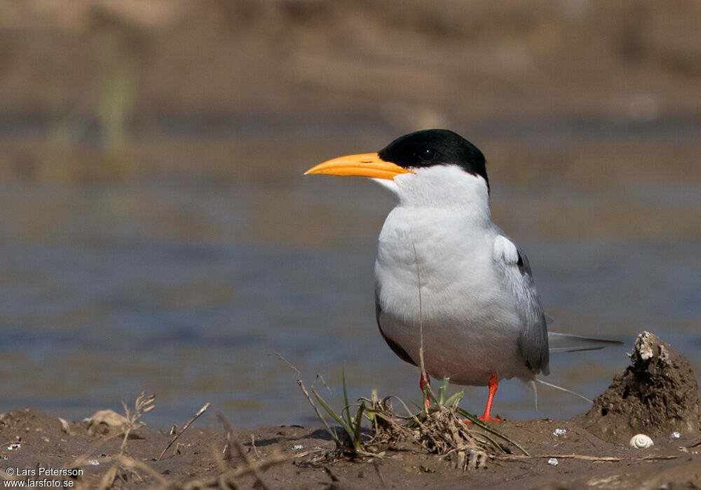 River Tern