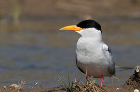 River Tern