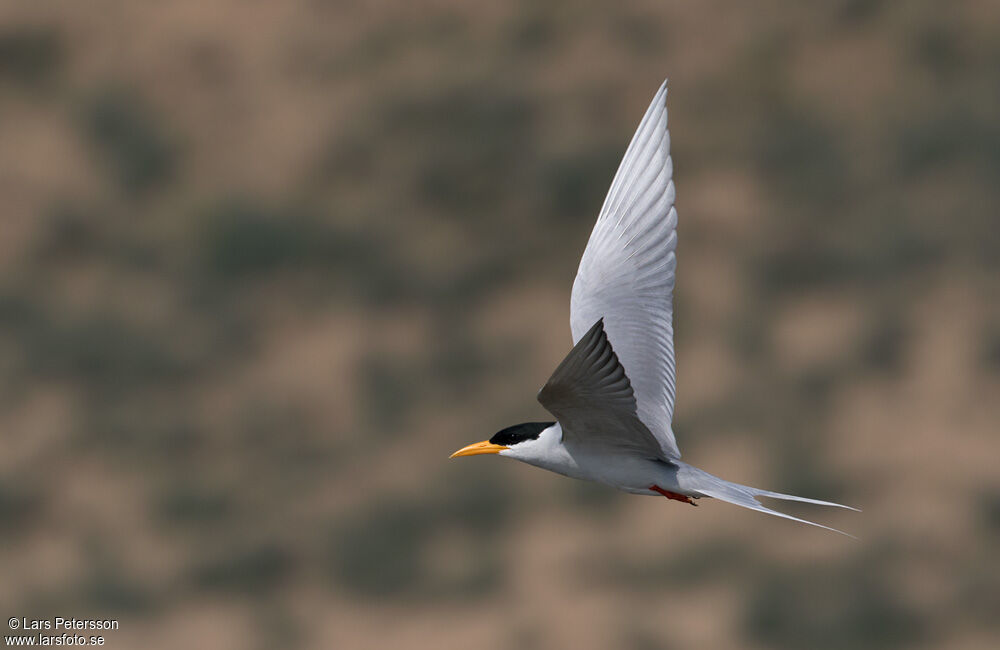 River Tern