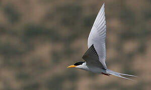 River Tern