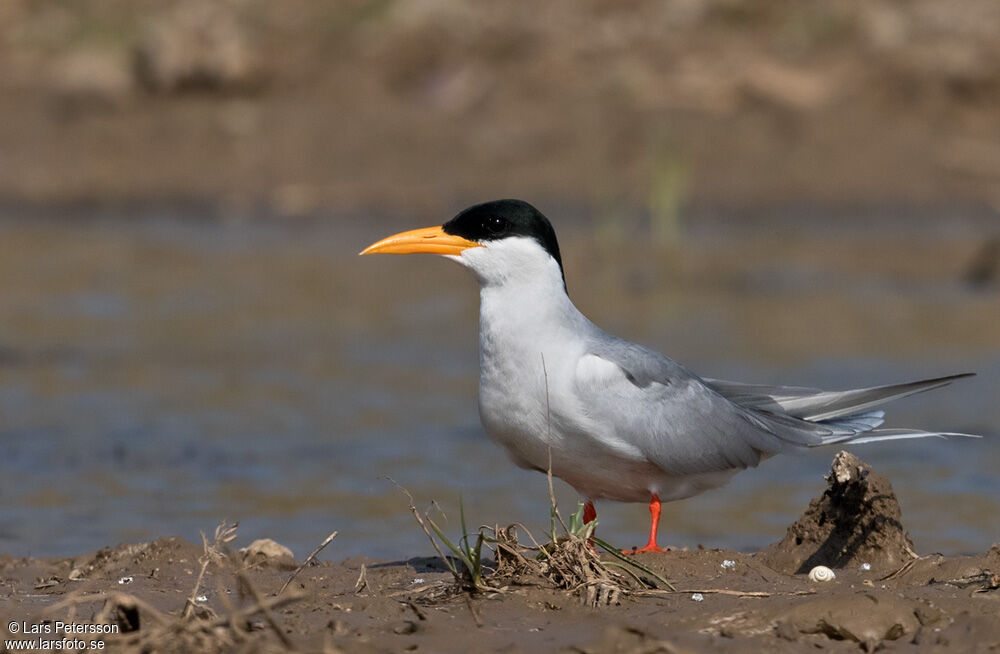 River Tern