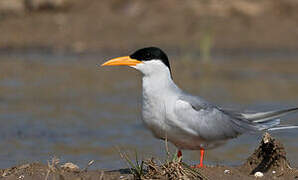 River Tern