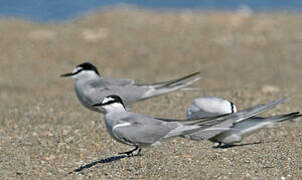 Aleutian Tern