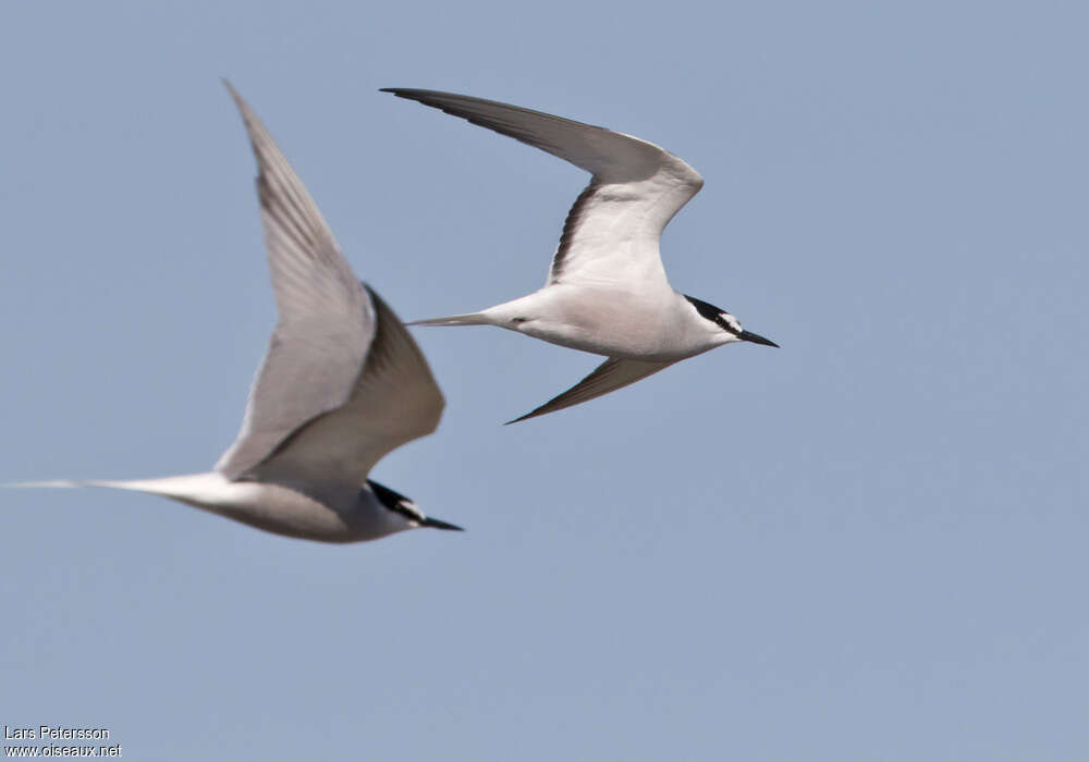 Aleutian Ternadult, Flight