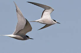 Aleutian Tern