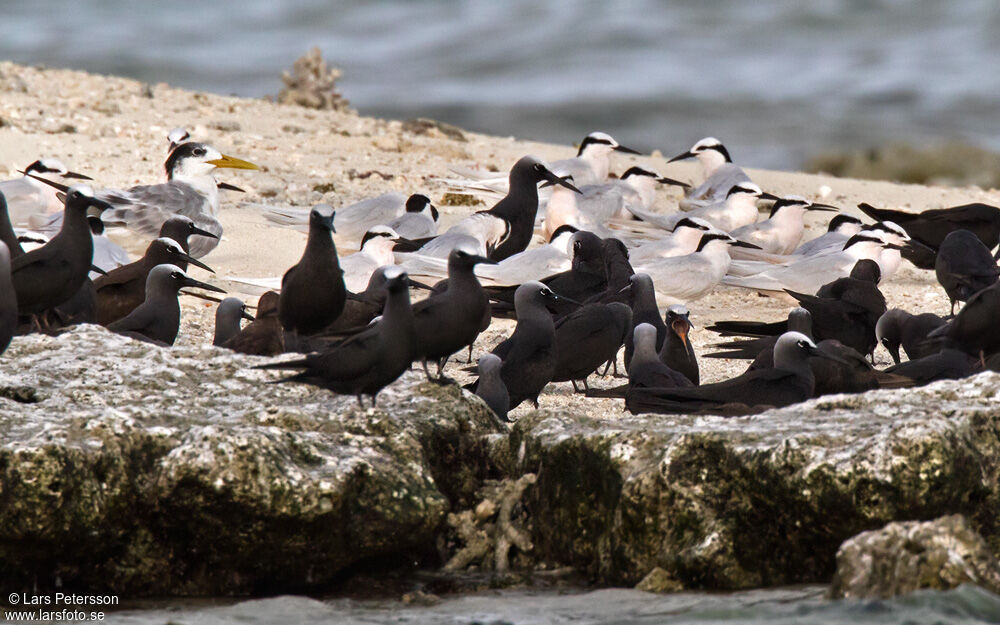 Black-naped Tern