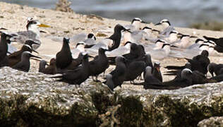 Black-naped Tern