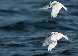 Black-naped Tern