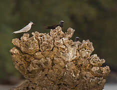 Black-naped Tern