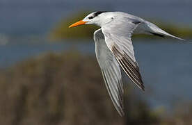 Elegant Tern