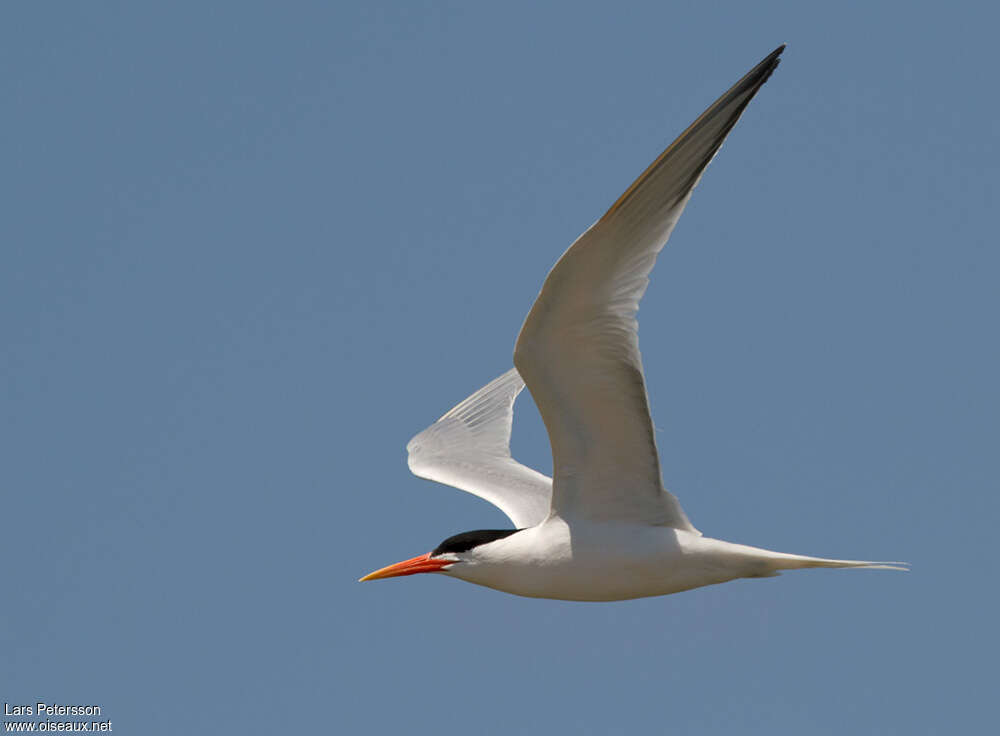 Elegant Ternadult breeding, pigmentation, Flight