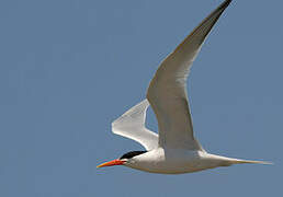 Elegant Tern