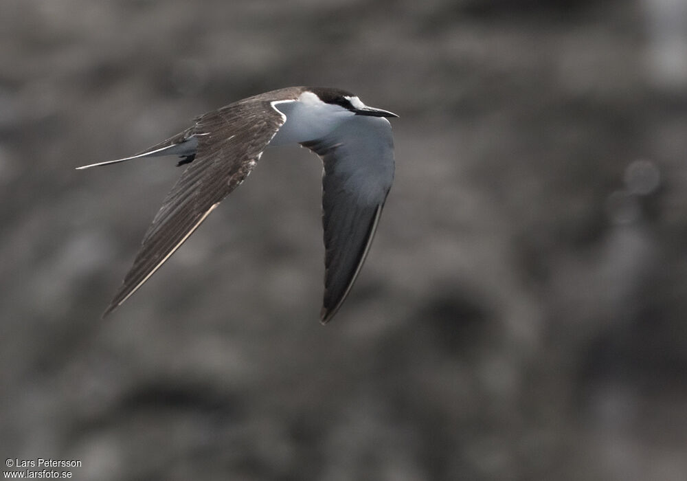 Sooty Tern