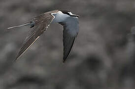 Sooty Tern