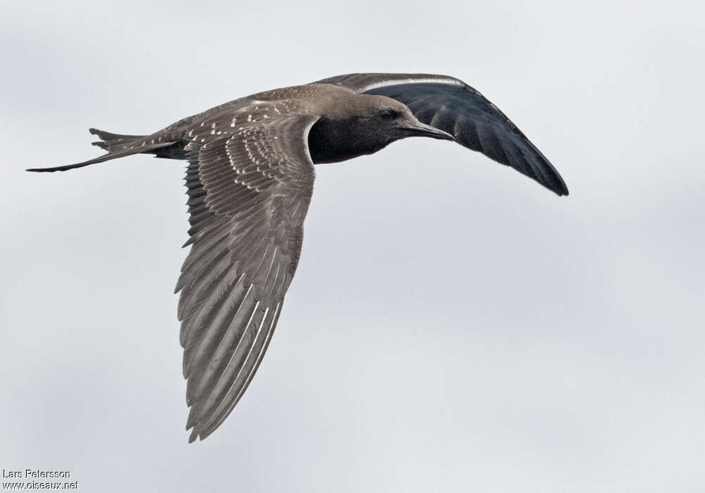 Sooty Ternjuvenile, identification, pigmentation