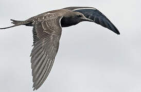 Sooty Tern