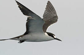 Sooty Tern