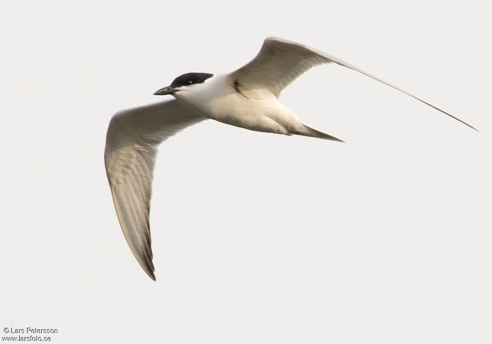 Gull-billed Tern