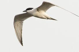 Gull-billed Tern